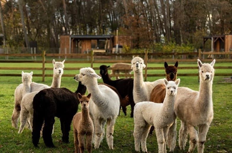 Vergaderlocatie op een alpacaboerderij